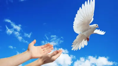 White dove being released into the sky symbolizing freedom and liberation